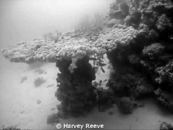 A large table coral while experimenting in black and white by Harvey Reeve 